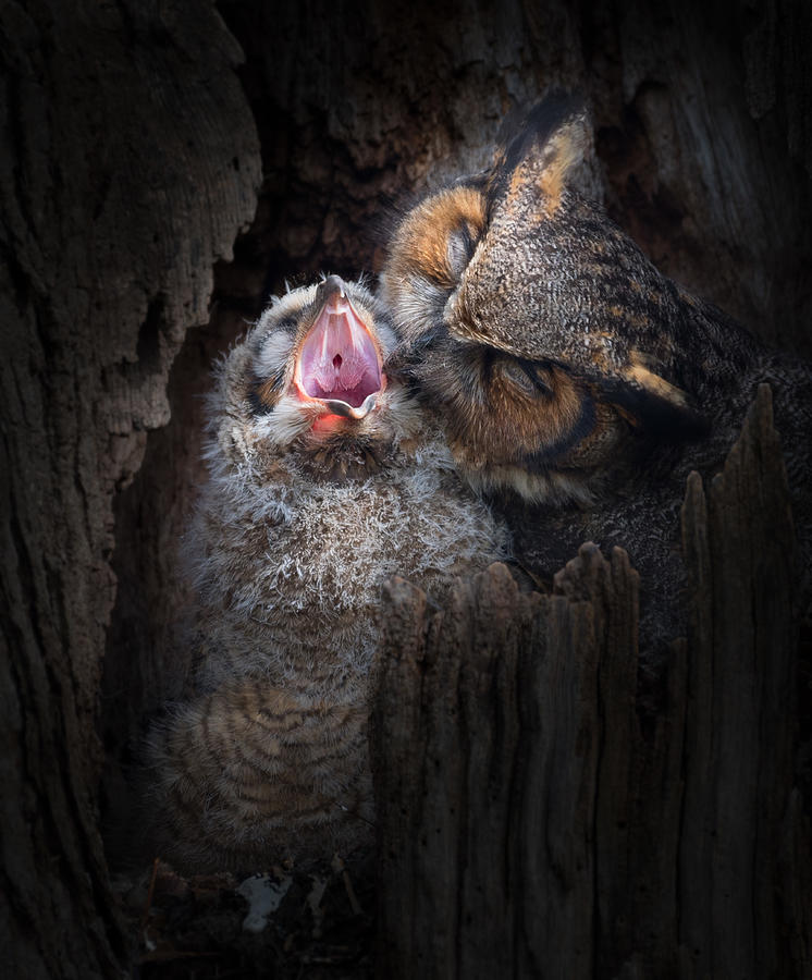 Owl Photograph - Oh, Baby, Dont Cry. by Kevin Wang