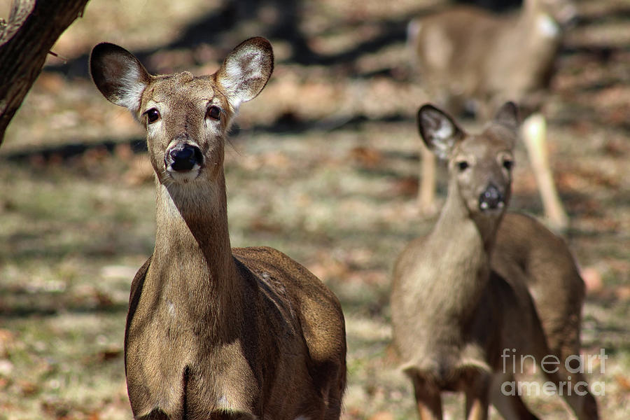 Oh Deer Photograph by Karen Adams
