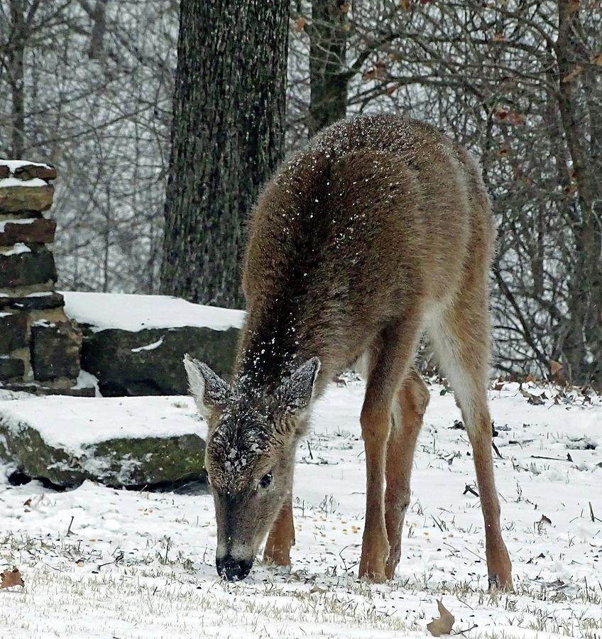 White Tail Deer Photograph - Oh, Deer. by Mary Halpin