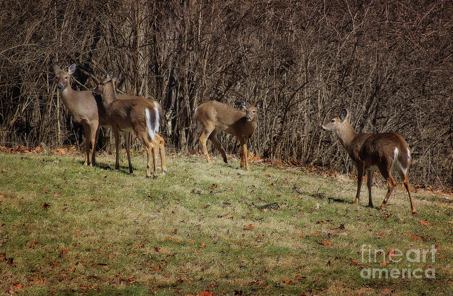 Oh Deer, oh deer, oh deer, oh deer Photograph by Karen Adams