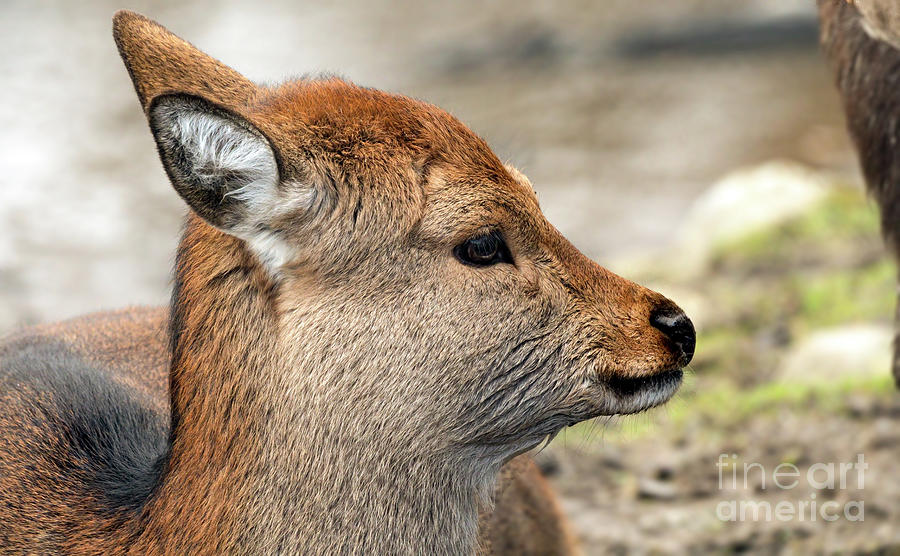 Oh deer Photograph by Sam Rino