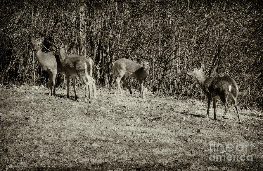 Oh Deers, Black and White Photograph by Karen Adams