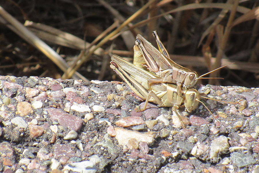 Oh Grasshopper by Marie Neder Oh Grasshopper by Marie Neder