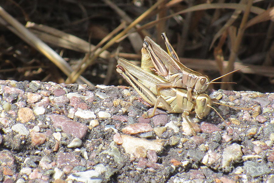 Oh Grasshopper Photograph by Marie Neder