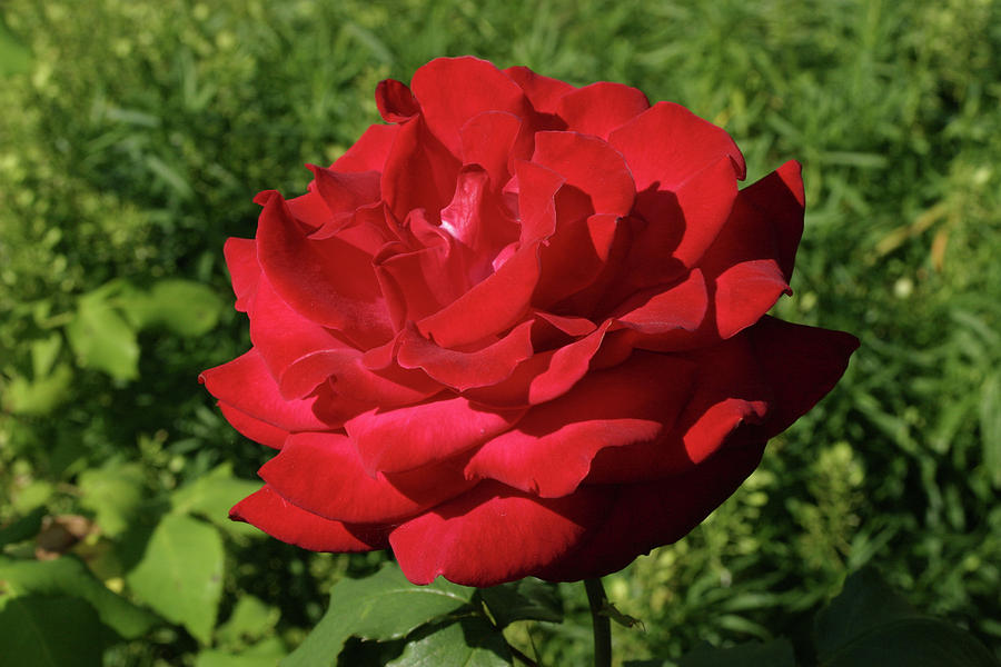 Oh the Blood Red Rose by Tom Buchanan Oh the Blood Red Rose by Tom Buchanan
