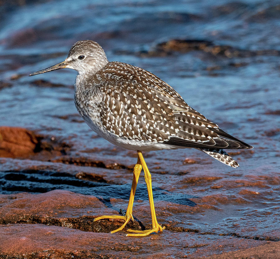 Oh, Those Yellow Legs Photograph by Marcy Wielfaert