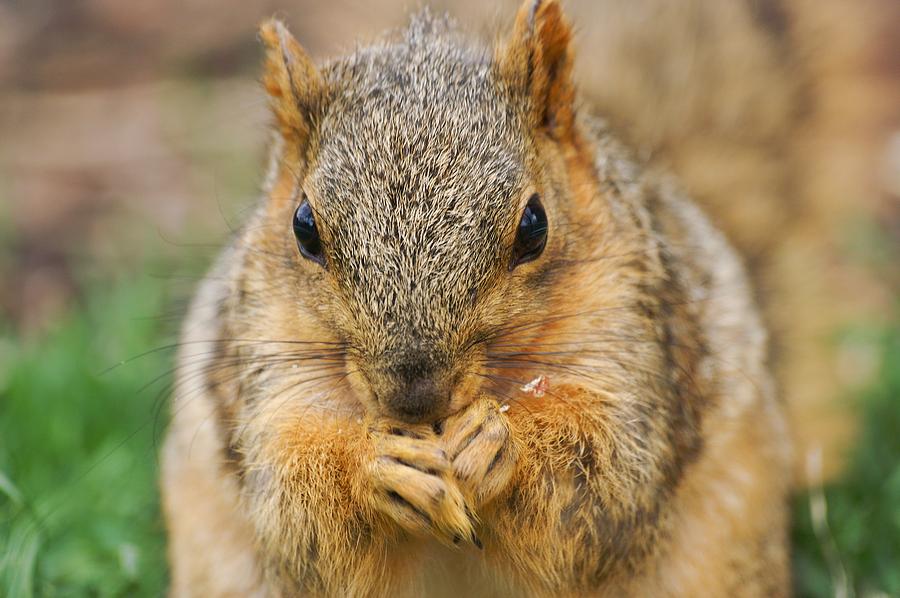 Oh What Big Eyes You Have Mr. Squirrel Photograph by Don Northup