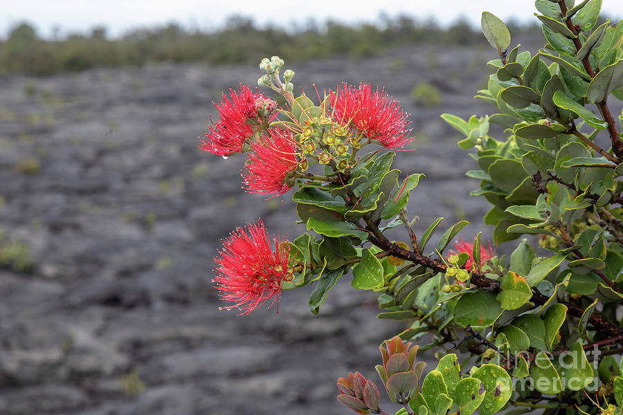 Ohia Blossoms Photograph by Jim West