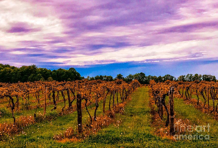 Ohio Wine Country Photograph by Michael Krek - Fine Art America