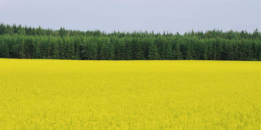 Oilseed Rapes Brassica Napus In A Field Photograph by Panoramic Images