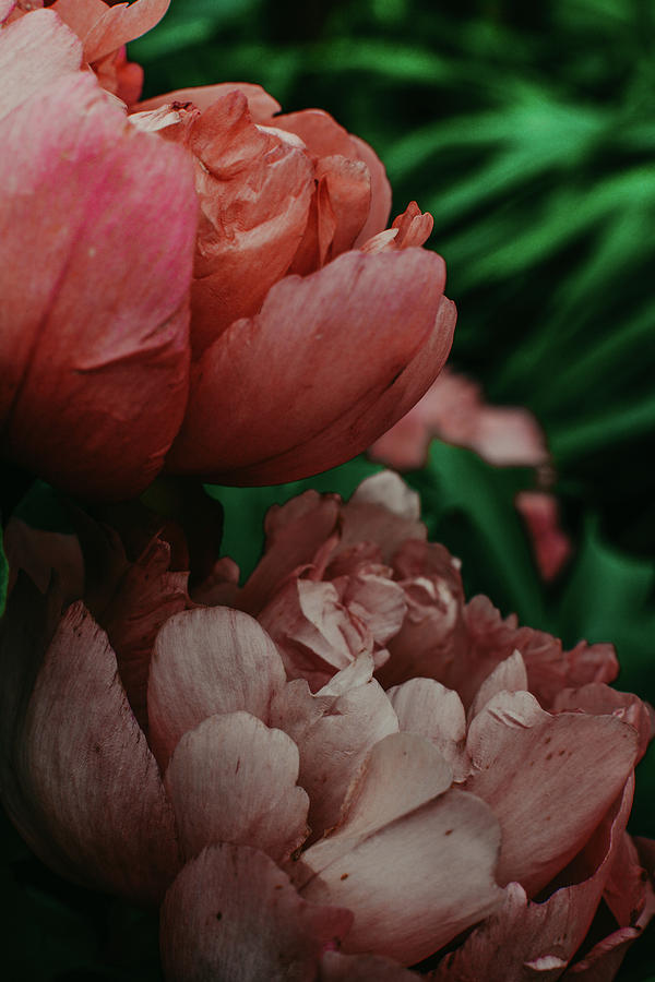 Oink Peony Flower 2 Photograph