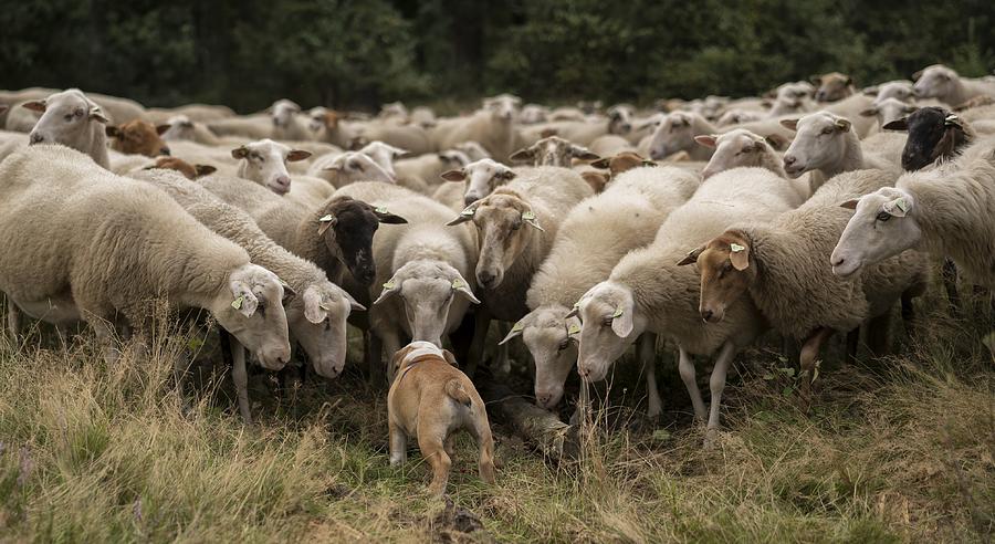 Animal Photograph - Ok! Everybody Listen Up! by Gert Van Den Bosch