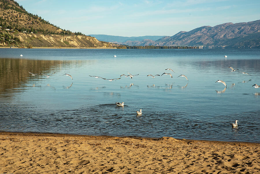 Okanagan Lake with Gulls Photograph by Tom Cochran