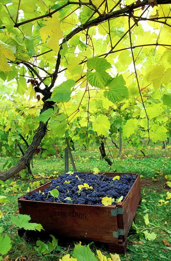 Okanagan Valley Vineyard Bin Grapes Photograph by Laughingmango
