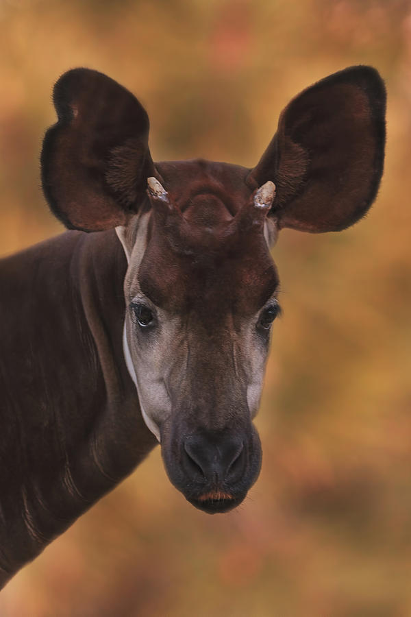 Okapi Photograph by Brian Cross