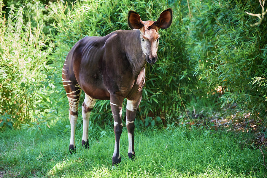 Okapi, Captive Photograph by Eric Baccega / Naturepl.com | Fine Art America