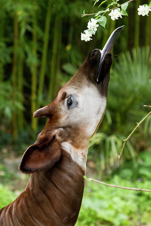 Okapi Feeding, With Tongue Exteneded. Captive At Zoo. Photograph by Denis-huot / Naturepl.com Okapi Feeding, With Tongue Exteneded. Captive At Zoo. Photograph by Denis-huot / Naturepl.com