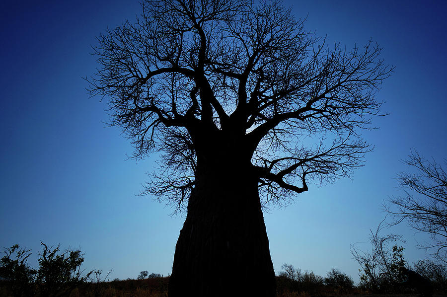 Okavango Baobab Silhouette Photograph by Hiroya Minakuchi
