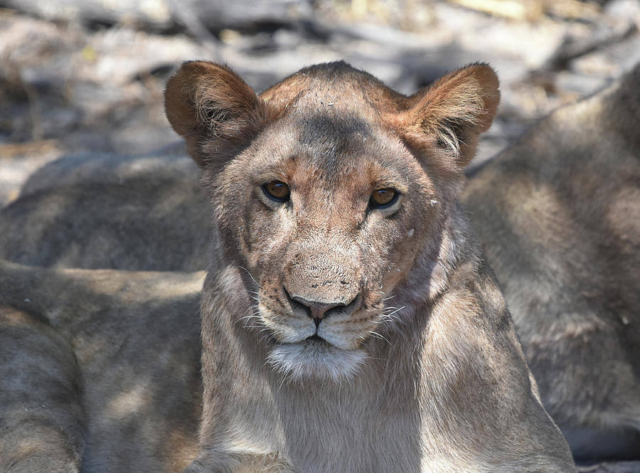 Okavango Lioness Photograph by Ben Foster
