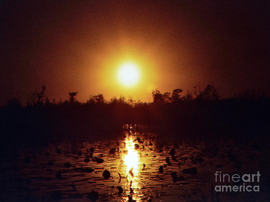 Okefenokee Swamp Sunset Photograph by Lydia Holly