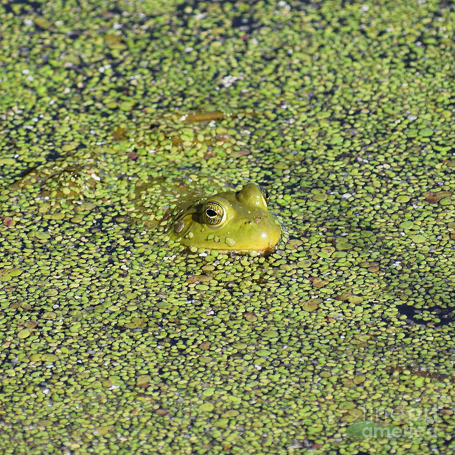 Oklahoma Bullfrog Photograph by Anita Streich
