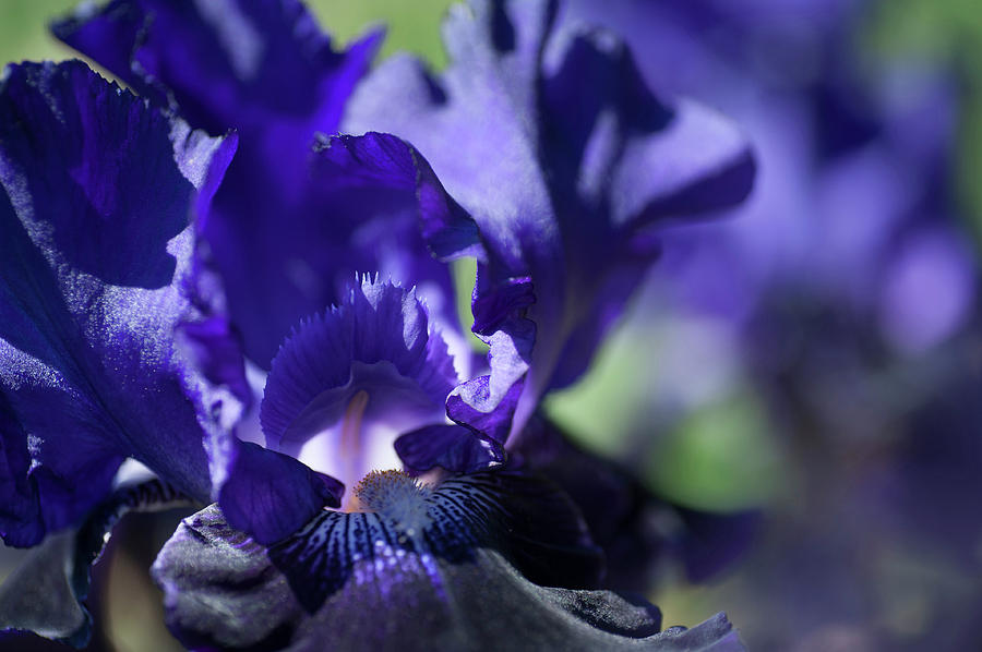 Oklahoma Crude Macro. The Beauty Of Irises Photograph by Jenny Rainbow