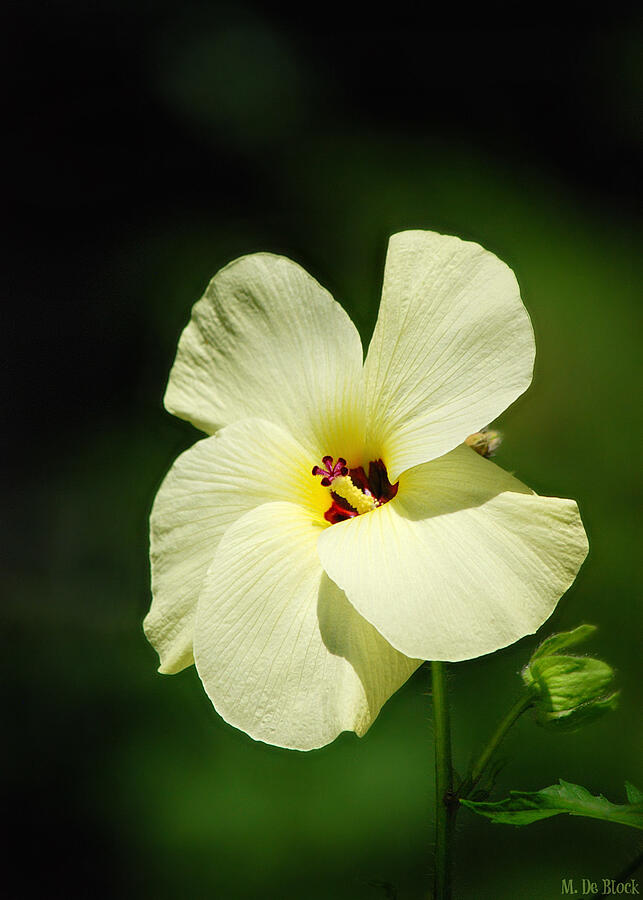 Okra Hibiscus Photograph by Marilyn DeBlock Fine Art America