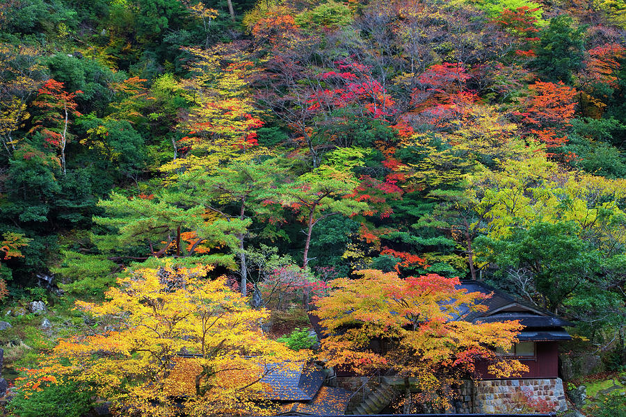 Okutsu Gorge, Okayama Prefecture Photograph by Keita Sawaki/a.collectionrf