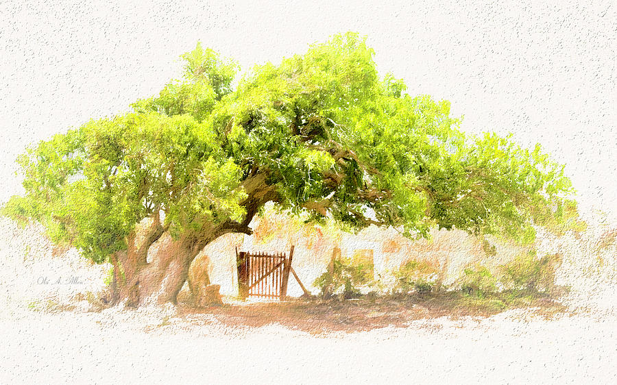 Old Leaning Tree at Sandy Hill  Anguilla Photograph by Ola Allen