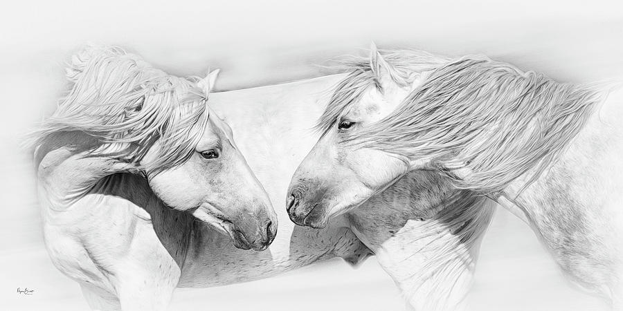 Horse Photograph - Old Acquaintances by Phyllis Burchett