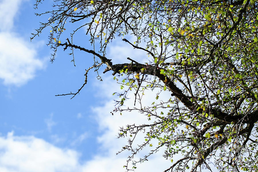 Old Apple Tree Photograph by Joanne Beecham - Fine Art America