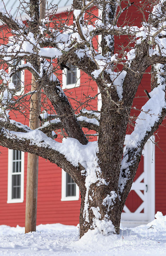 Old Apple Tree Red Barn Winter in New Hampshire Photograph by Edward Fielding
