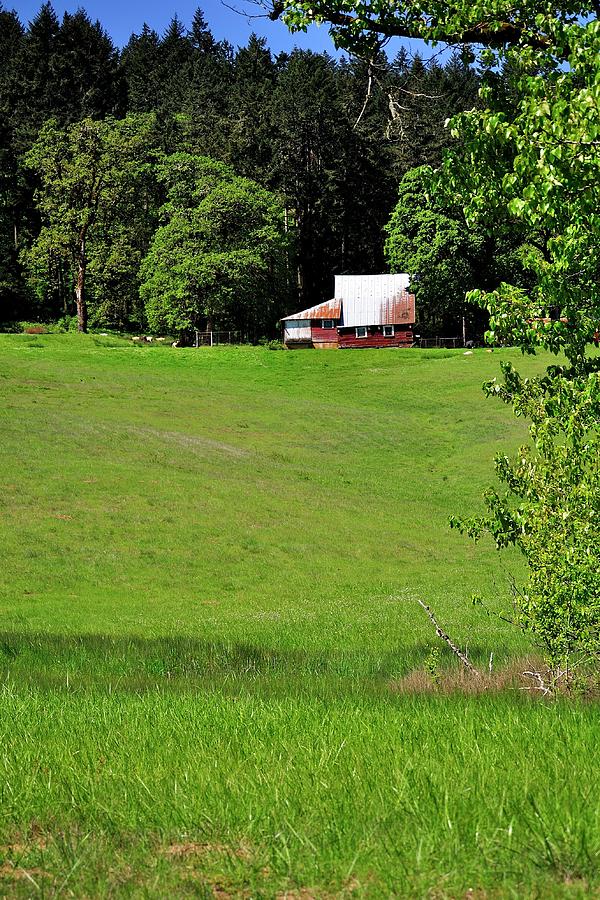 Old Barn In A Willamette Valley Pasture Photograph by Jerry Sodorff