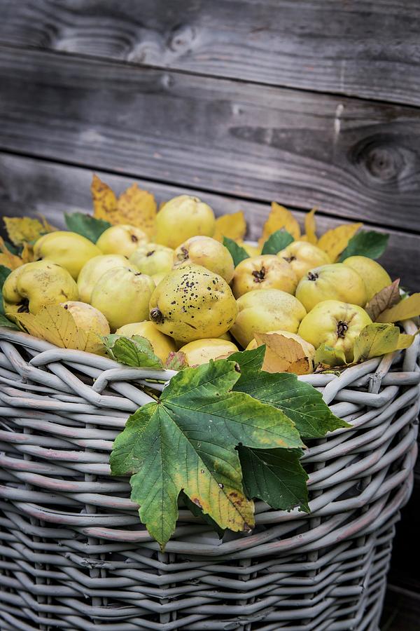 Old Basket Full Of Quinces Photograph by Bildhbsch