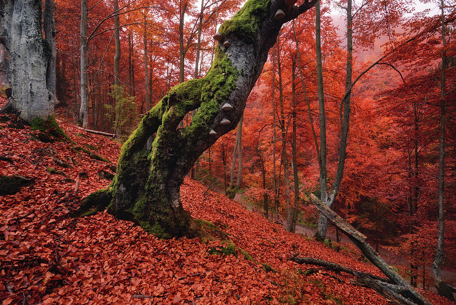 Old Beech Tree by Vlad Sokolovsky Old Beech Tree by Vlad Sokolovsky