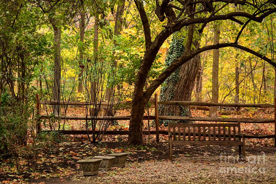 Old Bench in the Woods Photograph by Miriam Danar