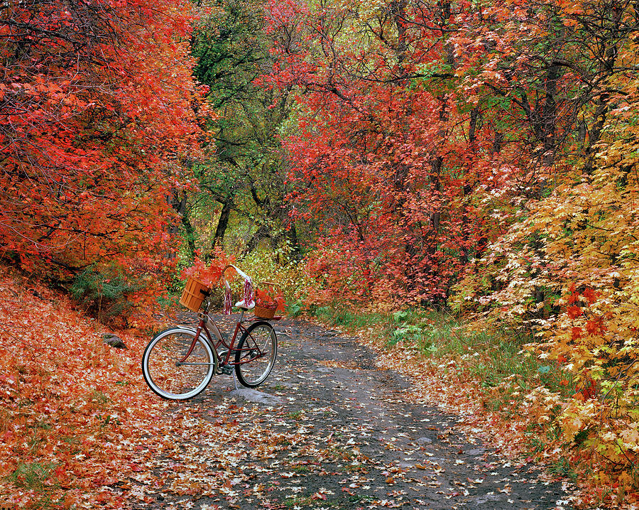 Fall Photograph - Old Bike in Autumn by Leland D Howard