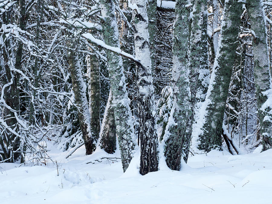 Old birches in the winter Photograph by Jouko Lehto