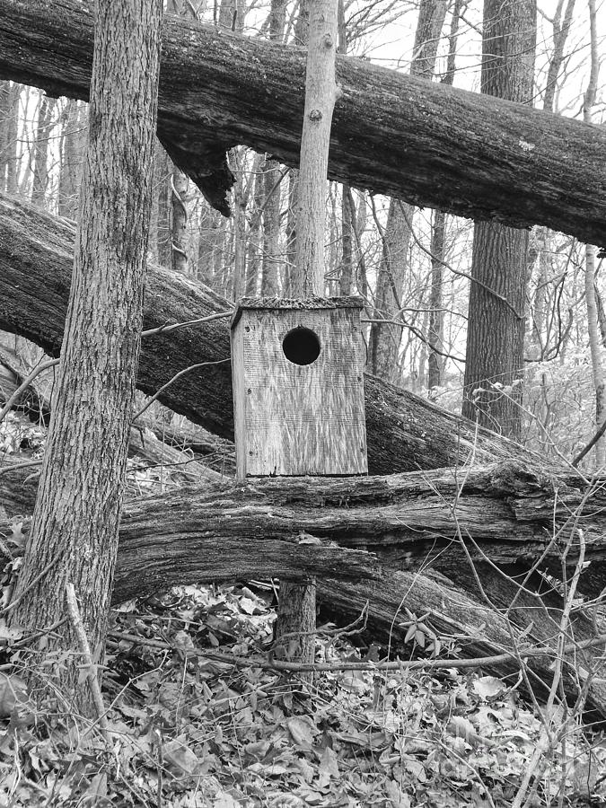 Old Birdhouse Photograph by Phil Perkins