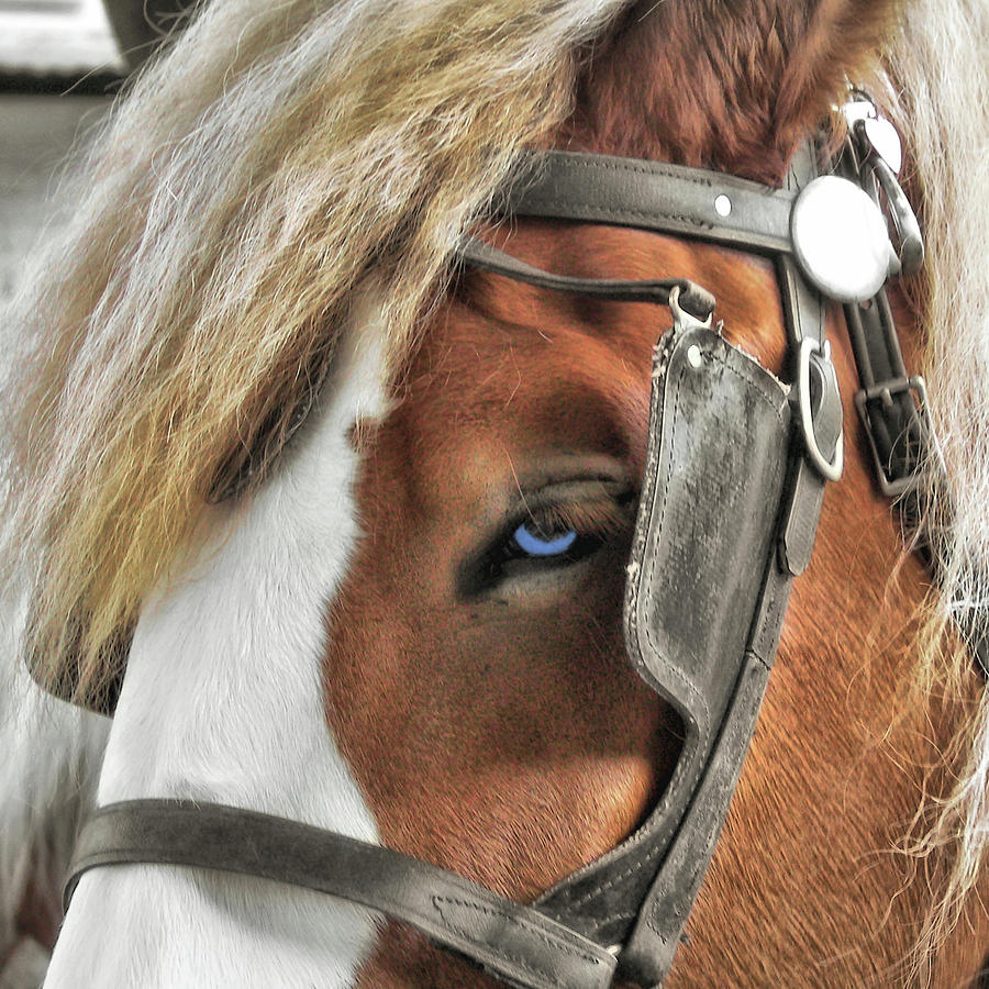 Old Blue Eyes Photograph by Dressage Design
