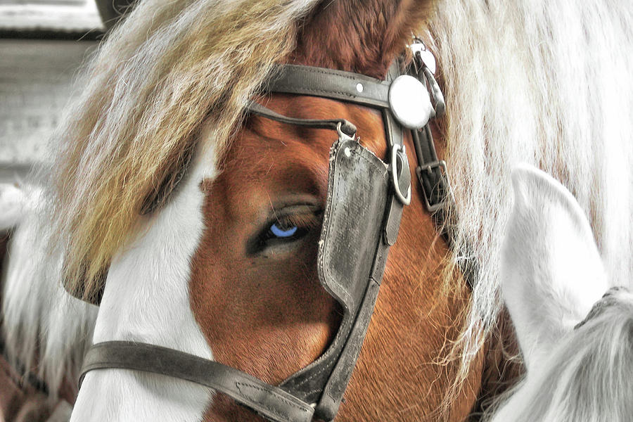 Horse Photograph - Old Blue Eyes Savannah by JAMART Photography