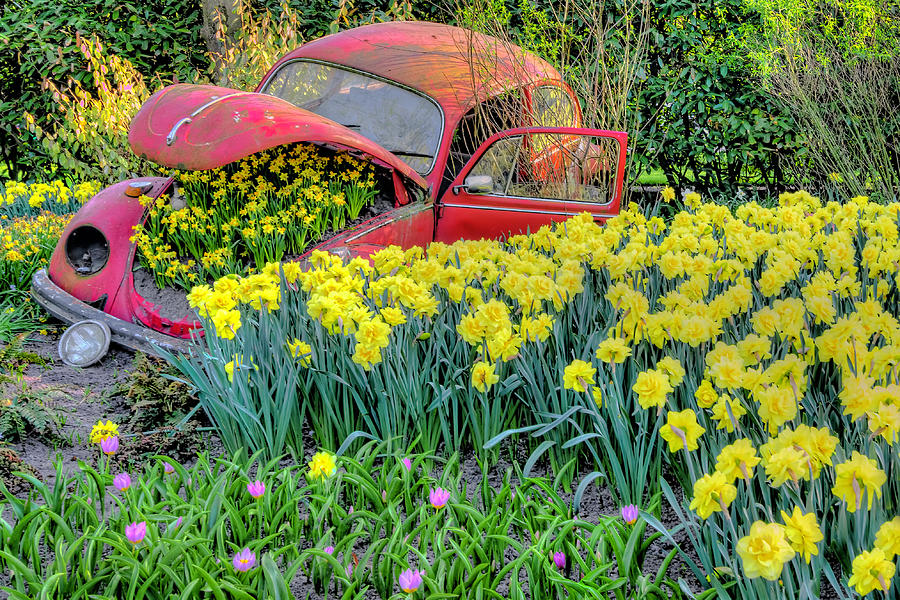 Old Car and Daffodils Photograph by Nadia Sanowar