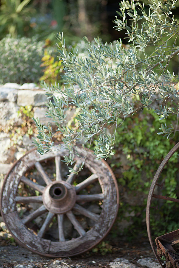 Old Cart Wheel And Olive Tree In Front Of Stone Wall Photograph by Eising Studio