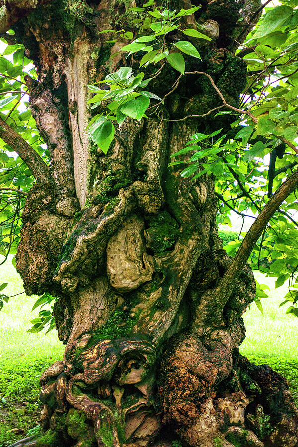 Old Catalpa Tree _ Chatham_3893_18 by Tari Kerss Old Catalpa Tree _ Chatham_3893_18 by Tari Kerss