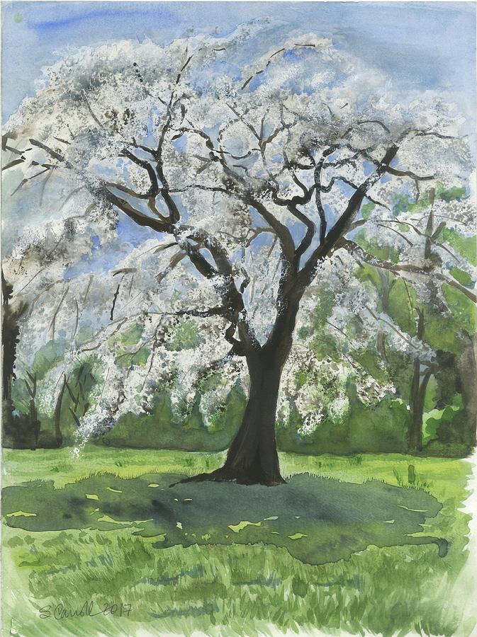 Old Cherry Tree Painting