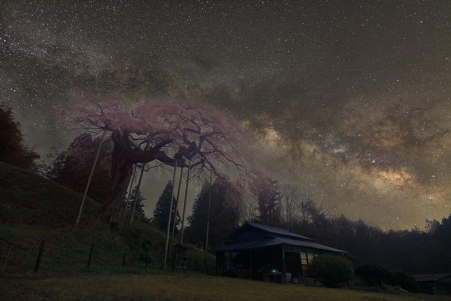 Old Cherry Tree Under The Galaxy Photograph by Yoshitsugu Seki