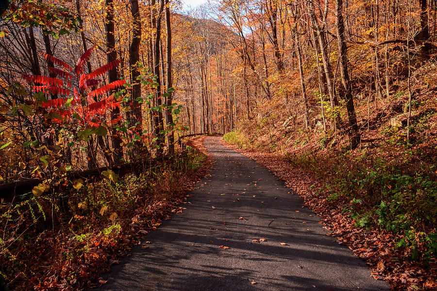 Old Country Road in Fall Photograph by Lisa Lambert-Shank