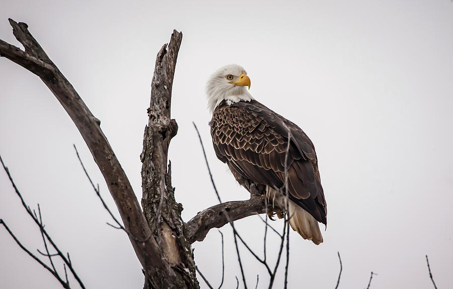Bald Eagle Photograph - Old Eagle Eye by Ray Congrove