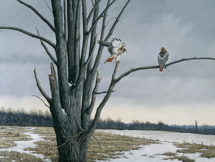 Bird Painting - Old Elm & Redtails by Wilhelm Goebel