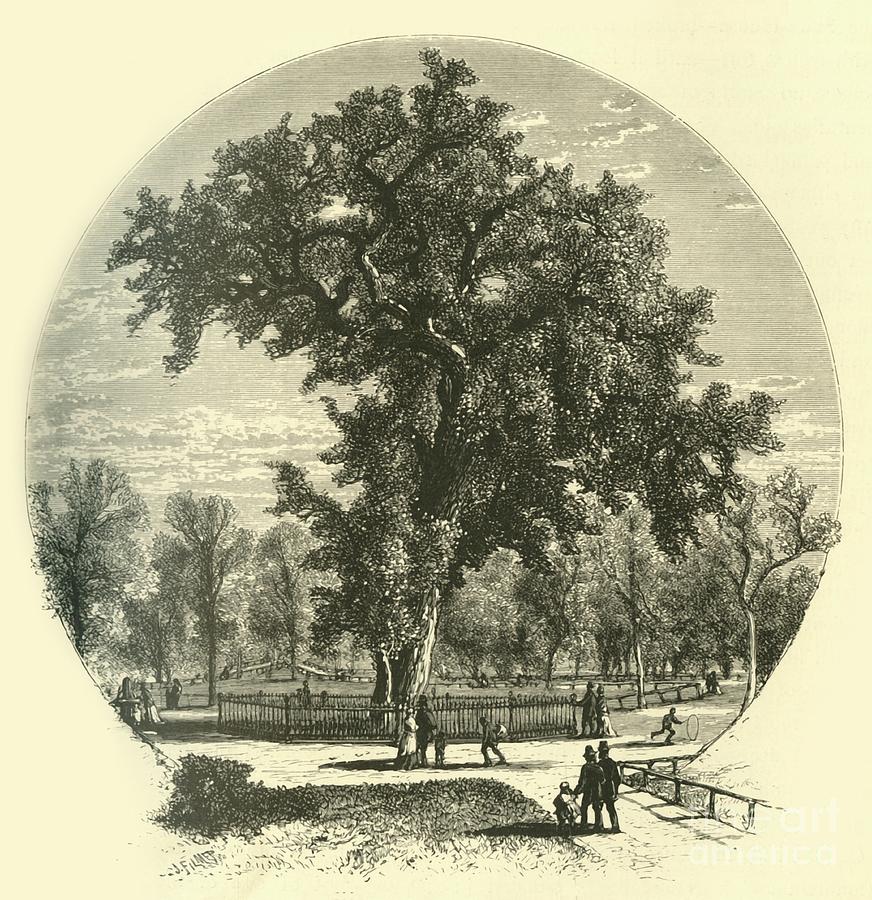 Old Elm Drawing by Print Collector
